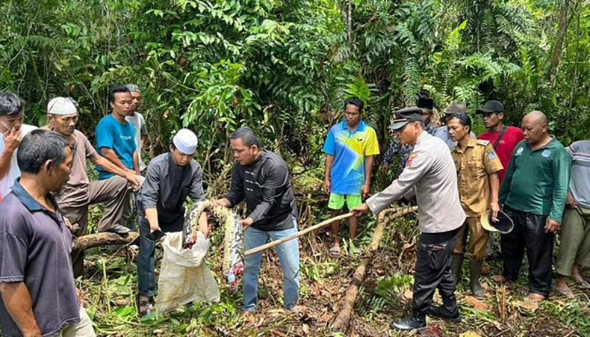 La captura de la serpiente que se comió a Jarah. Foto: Daily Mail