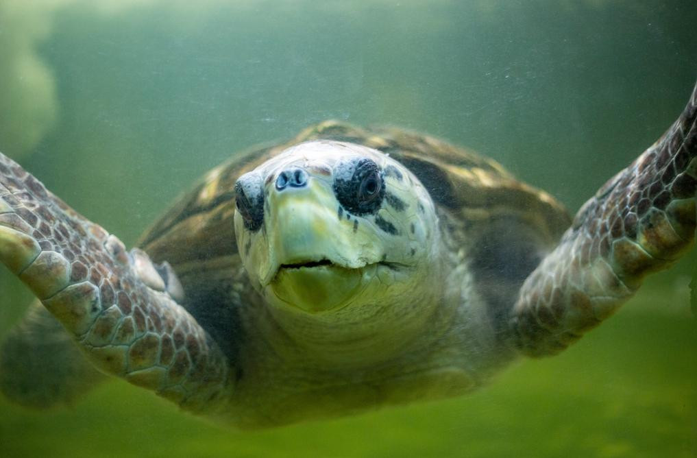 El tortugo Jorge fue trasladado a Mar del Plata. Foto: Ciudad de Mendoza.