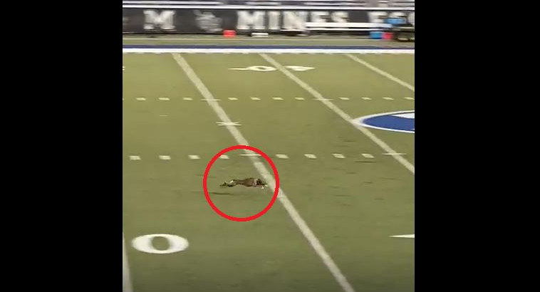 Beep, el perro que rompió un récord regional al atajar un frisbee. Foto: Captura de video.