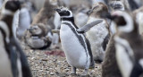 Pingüinos de Magallanes. Foto: Télam.