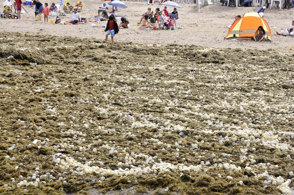 Algas en Mar del Plata_Télam