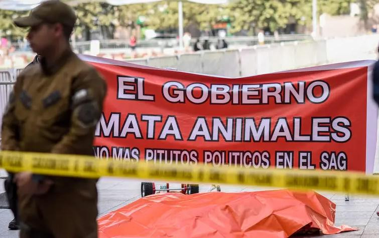 León muerto frente a la Casa de Gobierno de Chile. Foto: La Tercera