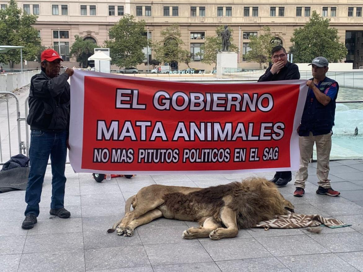 León muerto frente a la Casa de Gobierno de Chile. Foto: La Tercera