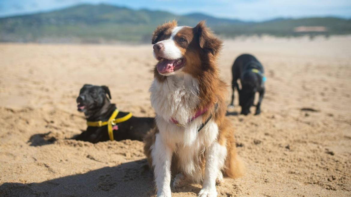 Perros en la playa.