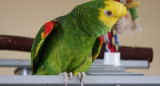 Loro, aves, NA