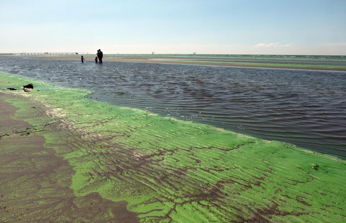 Cianobacterias en balnearios del Río de la Plata y lagunas bonaerenses. Foto: Télam