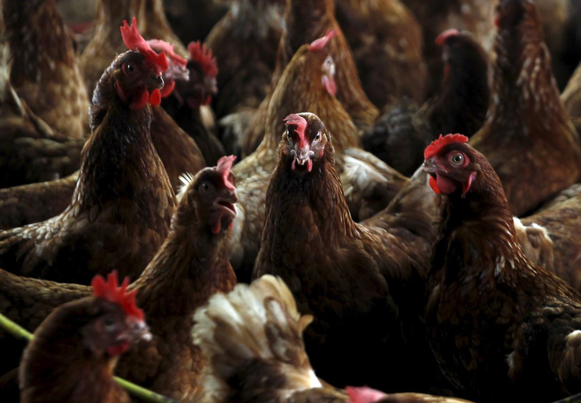 Gripe aviar. Foto: REUTERS.