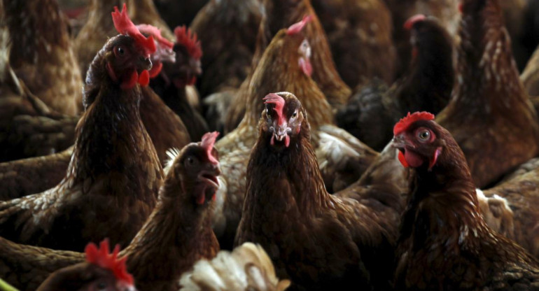 Gripe aviar. Foto: REUTERS.