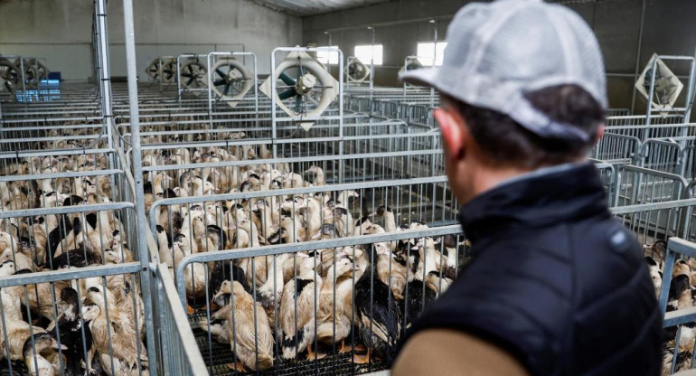 Gripe aviar, Reuters