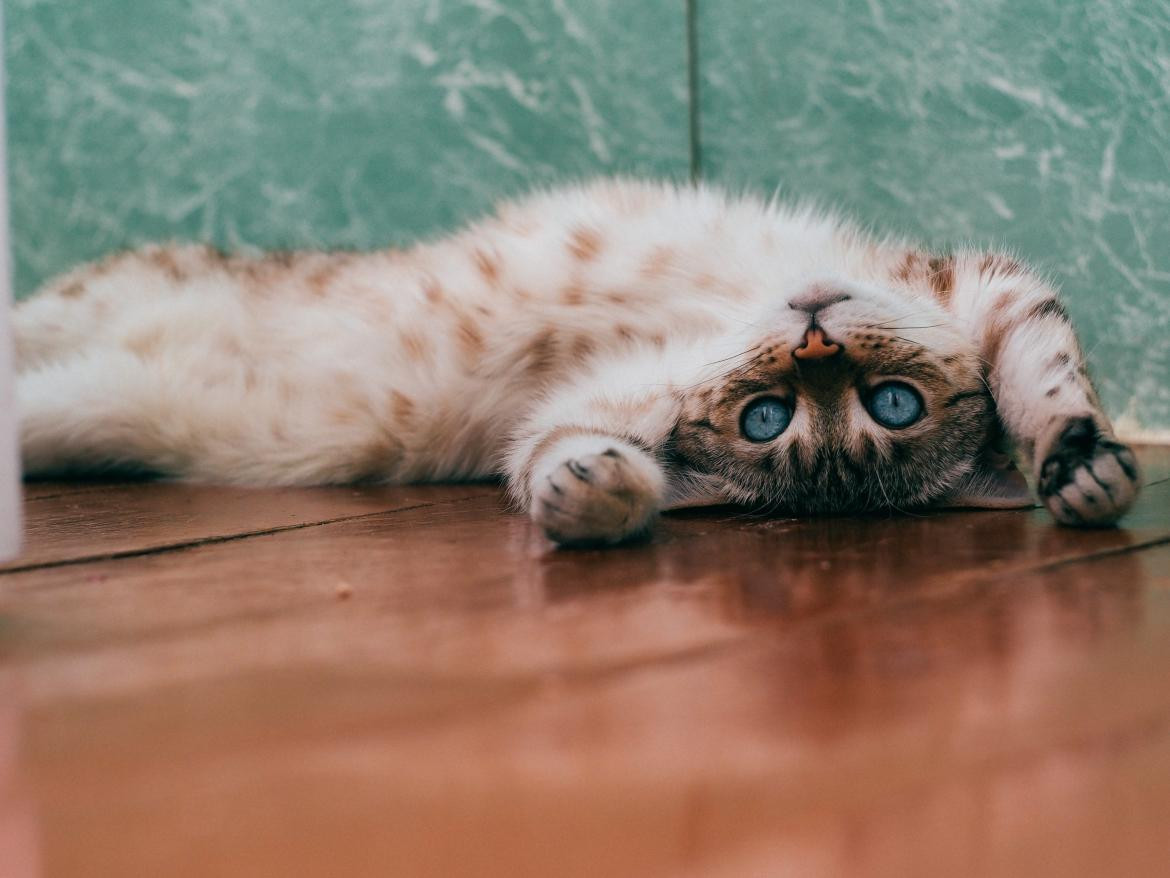 Los gatos son animales muy divertidos. Foto: Unsplash.