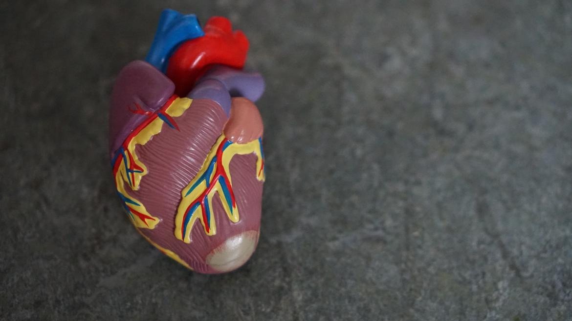 Corazón. Foto: Unsplash.