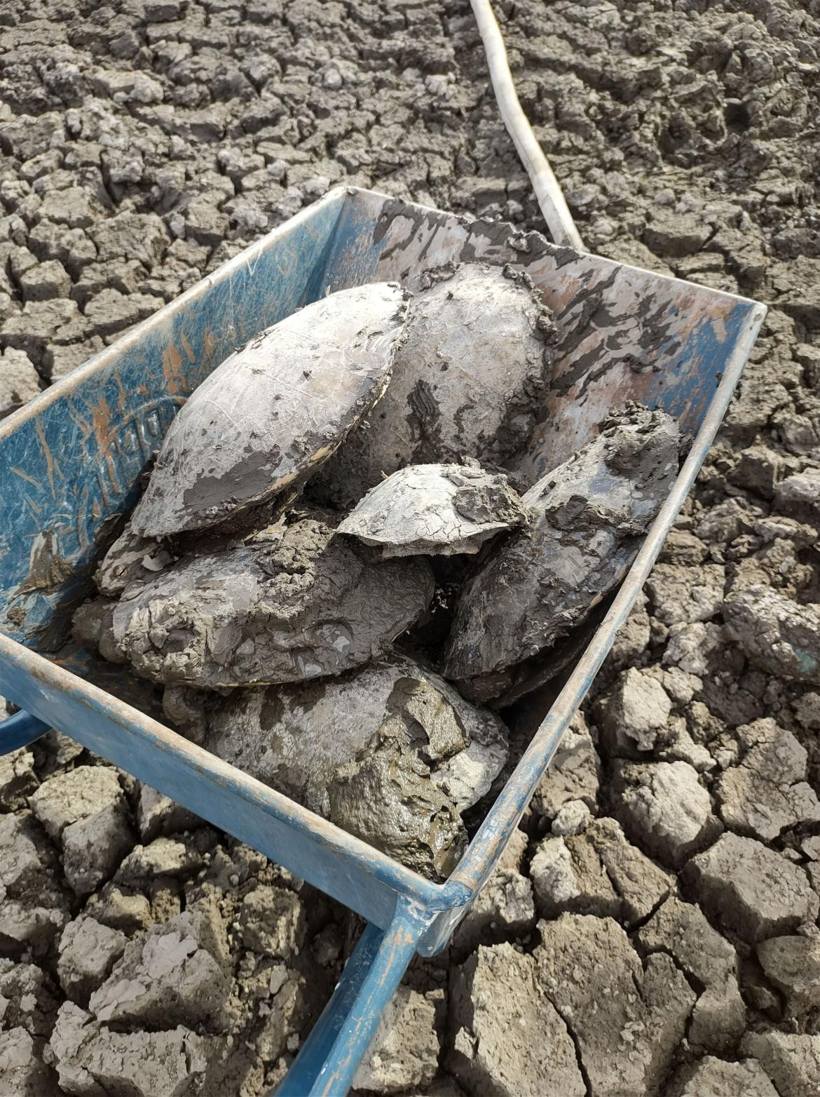 Tortugas rescatadas en Goya, Corrientes 1. Foto: Télam.