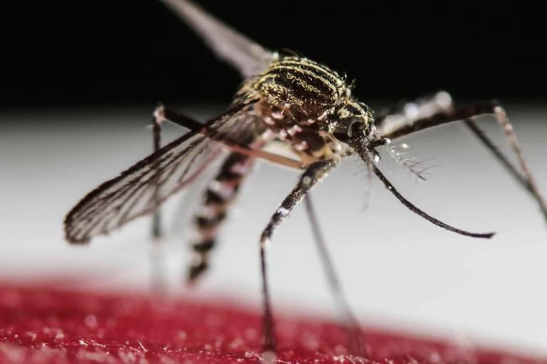 Dengue, mosquito. Foto: REUTERS