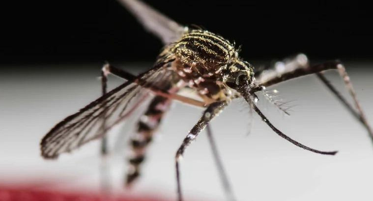 Dengue, mosquito. Foto: REUTERS