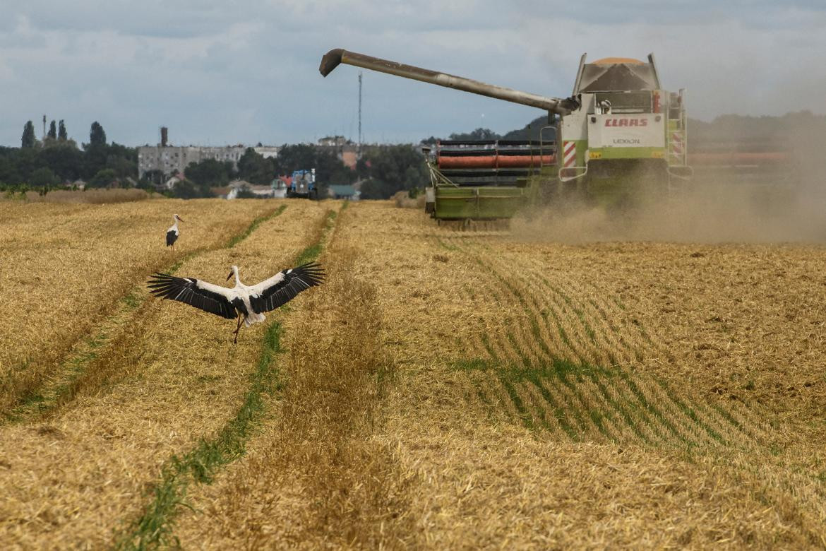 Campo de trigo en Zghurivka, Rusia. Foto: Reuters.
