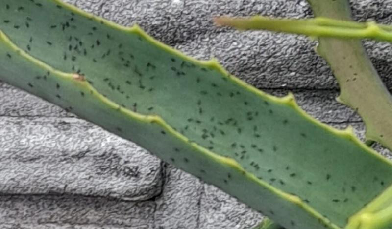 Invasión de bichitos negros en Buenos Aires. NA