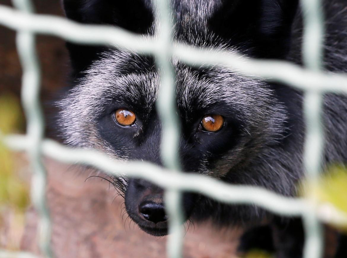 Perros mapaches, animales. Foto: REUTERS