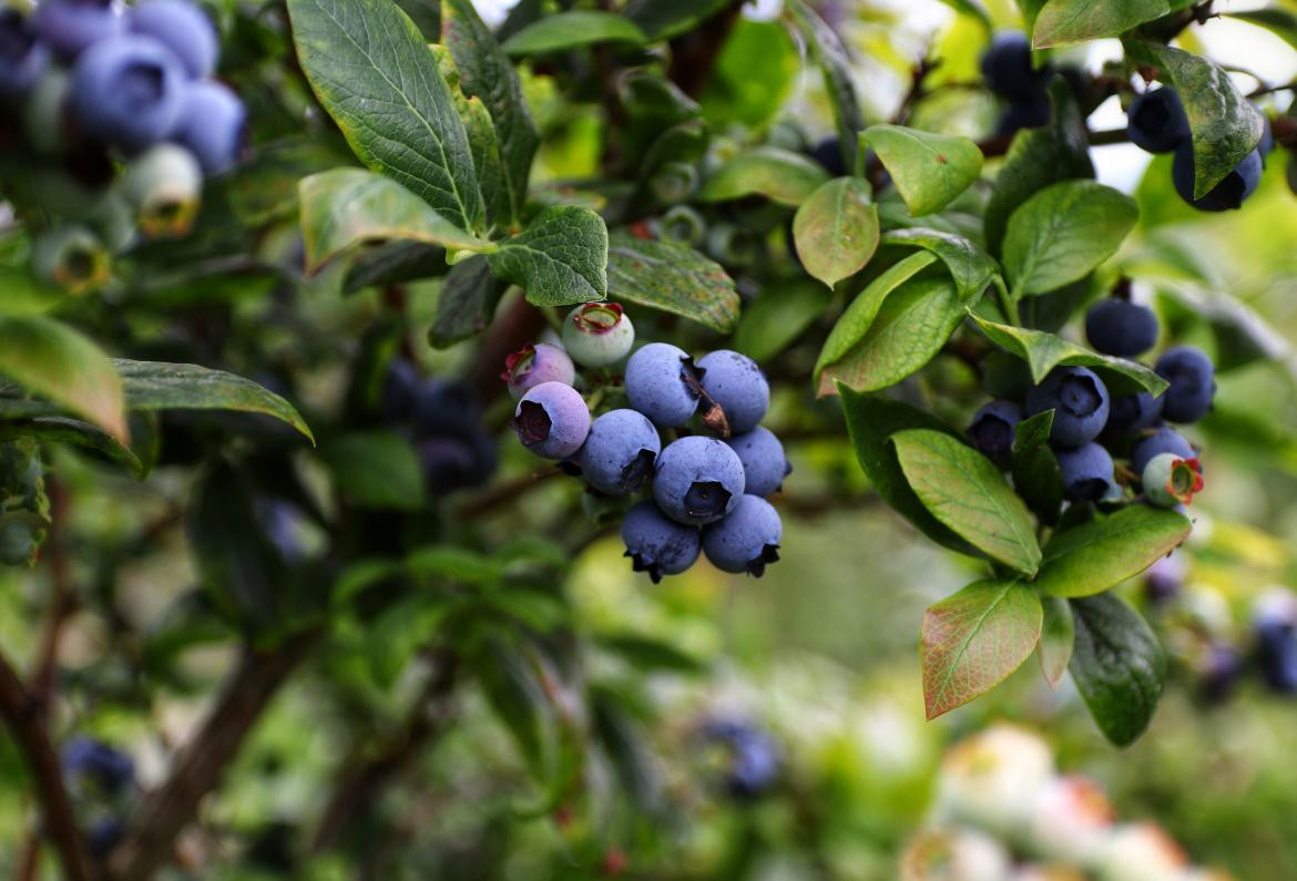 Arándanos. Foto: Unsplash Mario Méndez.