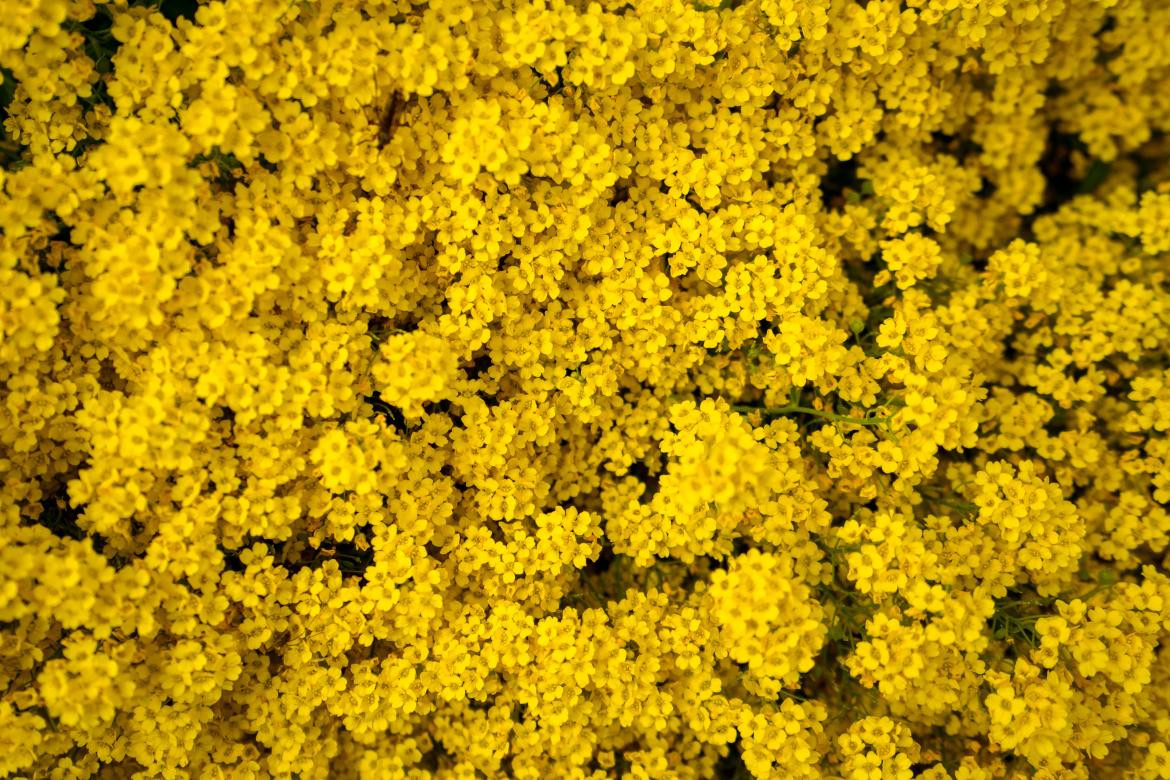 Flores amarillas. Foto: Unsplash.