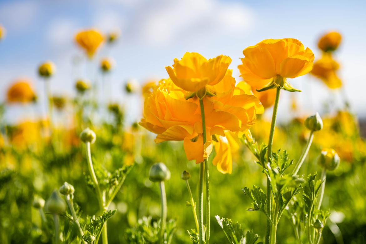 Flores amarillas. Foto: Unsplash.