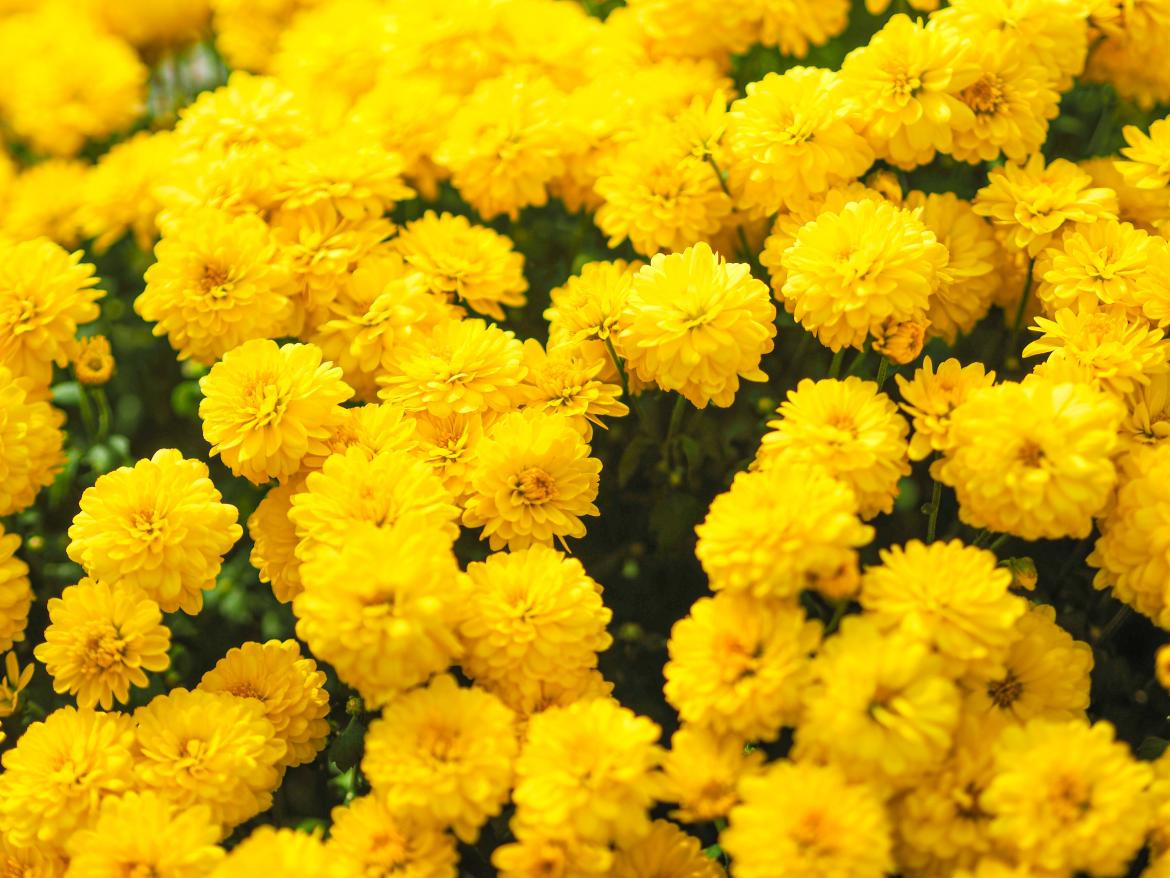 Flores amarillas. Foto: Unsplash.