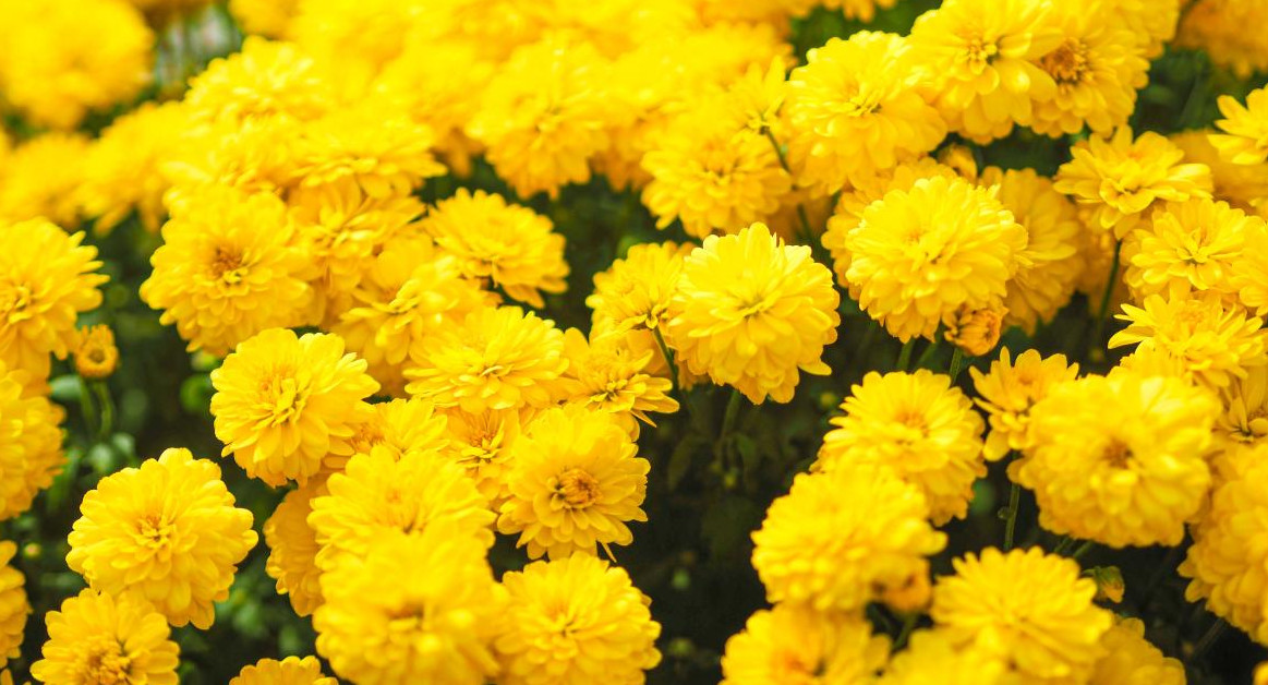 Flores amarillas. Foto: Unsplash.