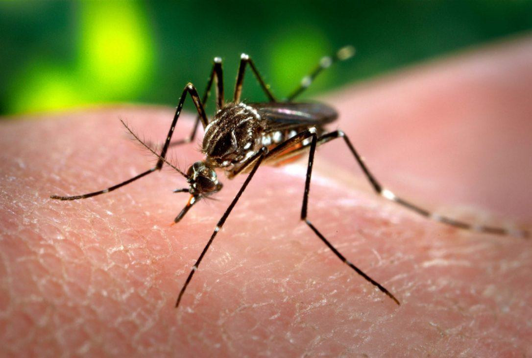 Mosquito transmisor del dengue. Foto: REUTERS