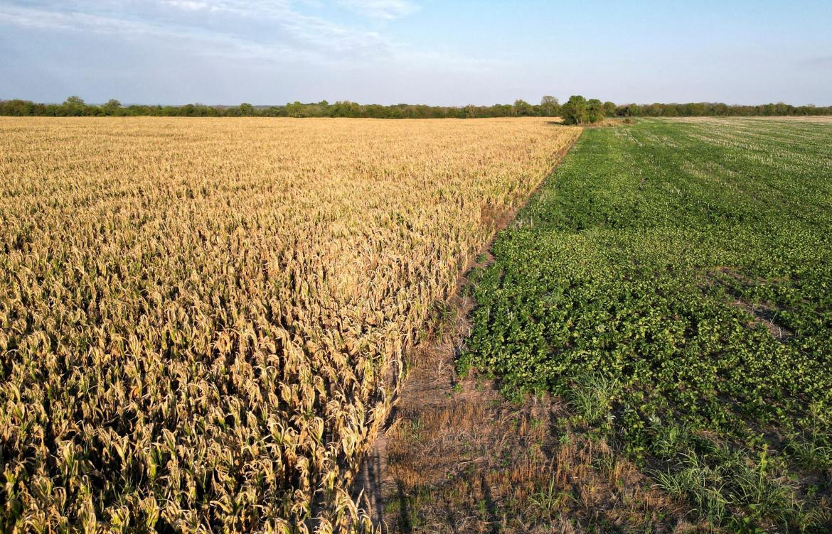 Sequía en el campo, economía argentina. Foto: NA