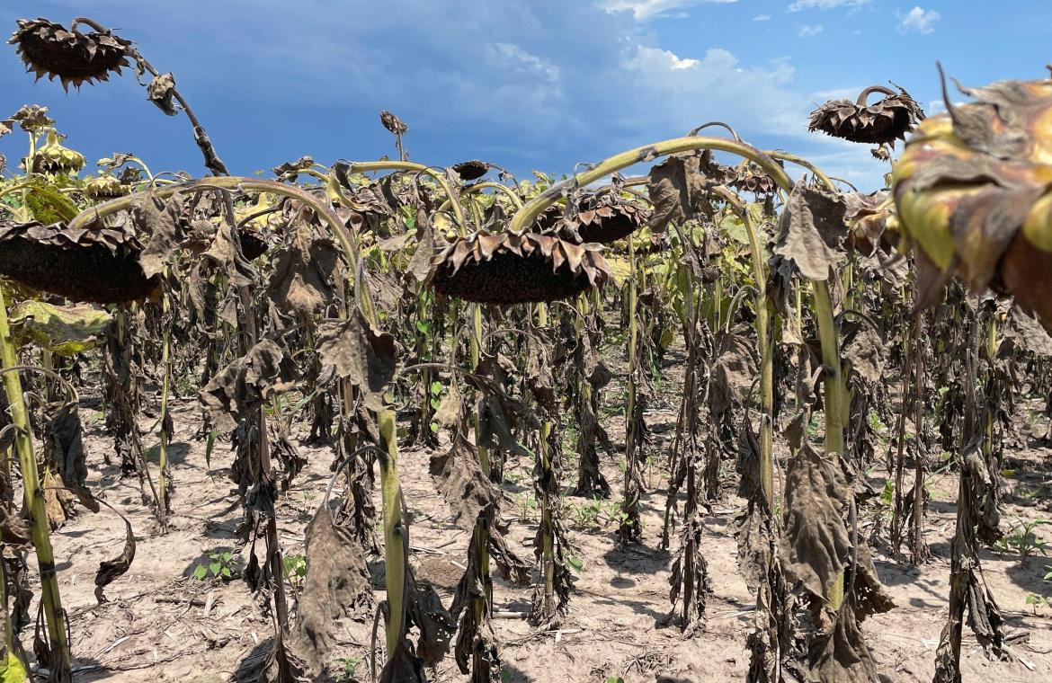 Sequía en el campo, economía argentina. Foto: NA