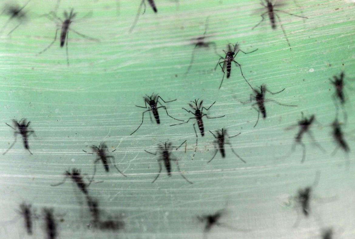 Dengue, mosquito. Foto: Reuters