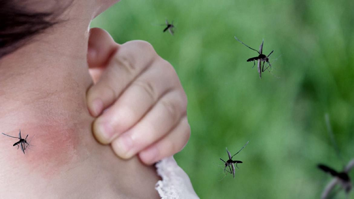 Chikungunya, mosquito. Foto: Télam