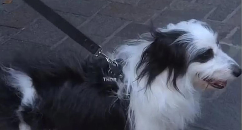 El perro maltratado en una peluquería canina de Caballito. Foto: TN