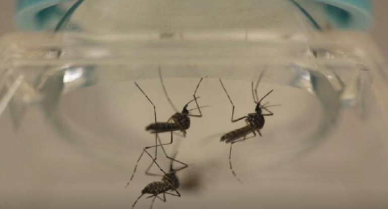 Mosquito transmisor del dengue. Foto: Reuters