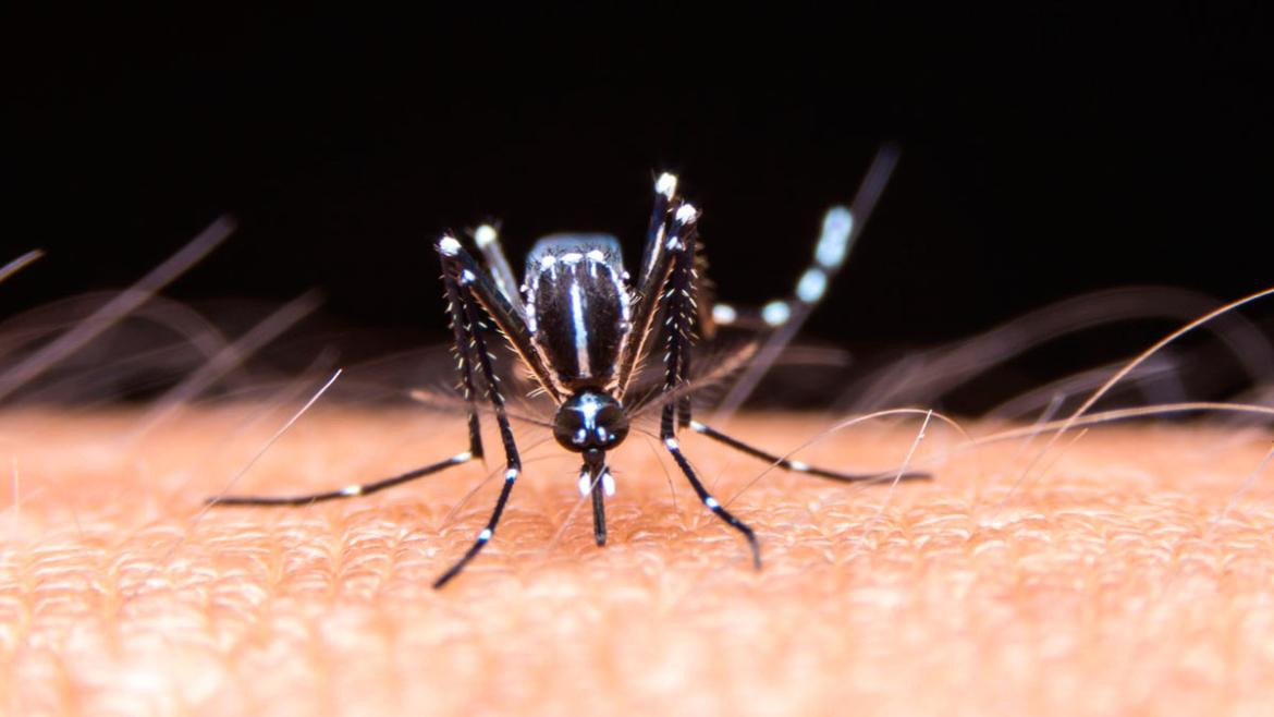 Dengue, mosquito. Foto: Télam