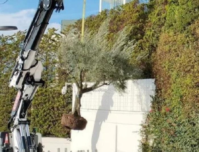 El árbol que Shakira se llevó a Miami. Foto: NA