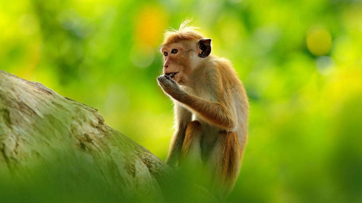El mono de toque está en peligro de extinción. Foto: Getty Images. 