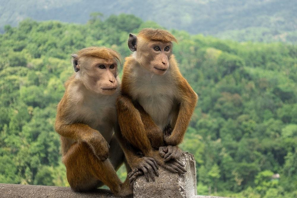 El mono de toque está en peligro de extinción. Foto: Conservatorio de primates de Nueva Inglaterra.