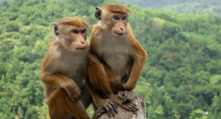 El mono de toque está en peligro de extinción. Foto: Conservatorio de primates de Nueva Inglaterra.