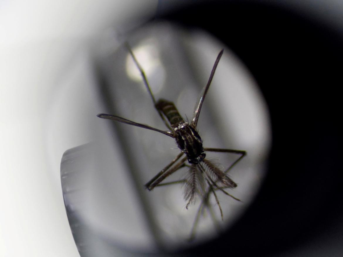 Dengue, mosquito. Foto: Reuters