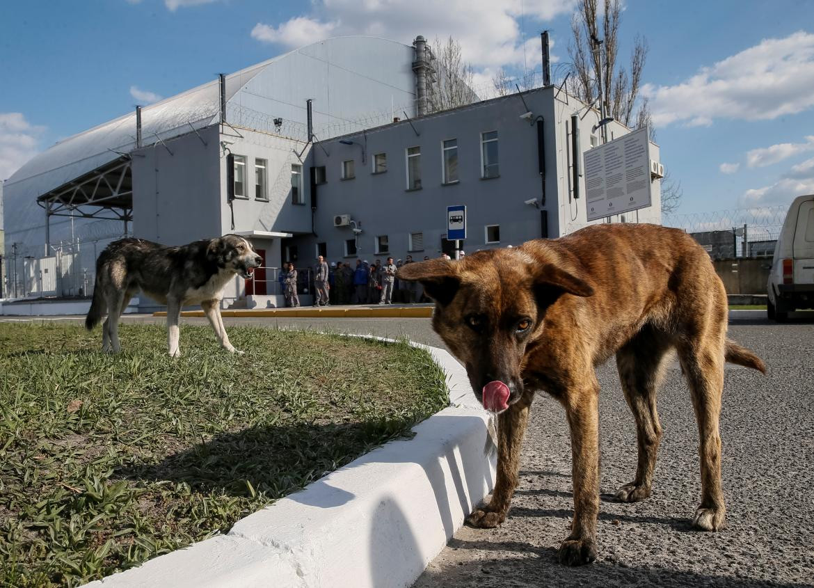 Perros en Chernobyl. Foto: Reuters.