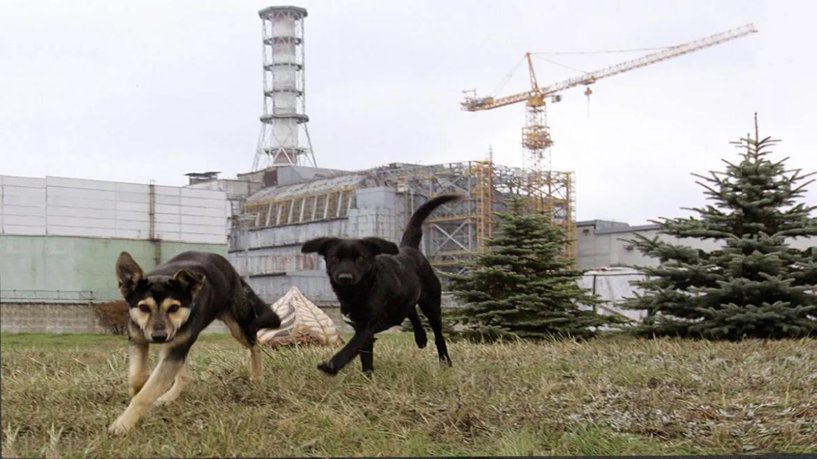 Perros en Chernobyl. Foto: The Sun.