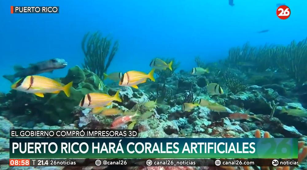 Puerto Rico hará corales artificiales. Foto: captura.