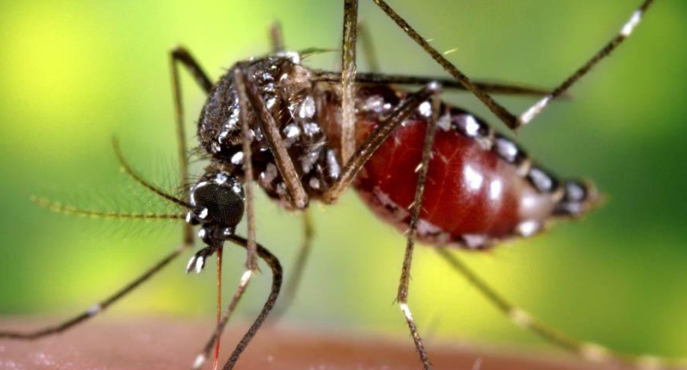 Aedes aegypti. Foto: NA.