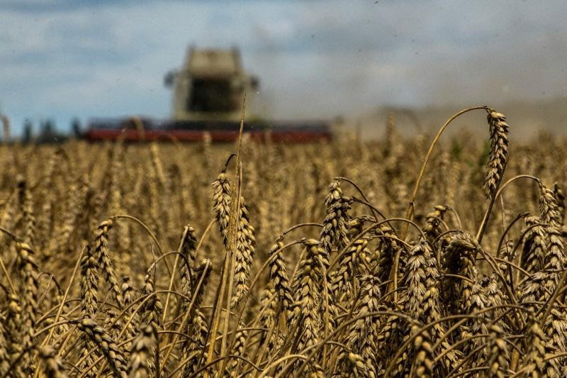 Cereales ucranianos. Foto: Reuters.