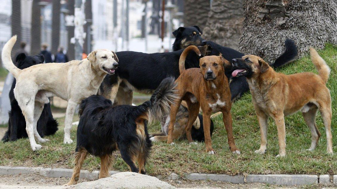 Jauría de perros. Foto: Gentileza LV16.