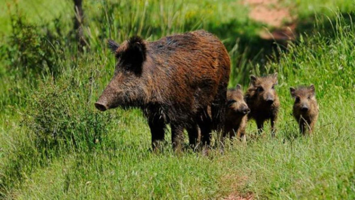 Jabalí, animal. Foto: archivo Reuters