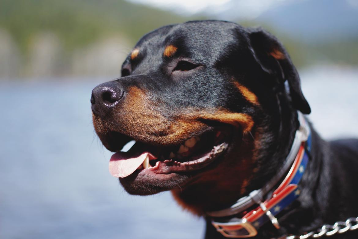 El Rottweiler es uno de los apuntados por la nueva medida. Foto: Unsplash.