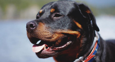 El Rottweiler es uno de los apuntados por la nueva medida. Foto: Unsplash.