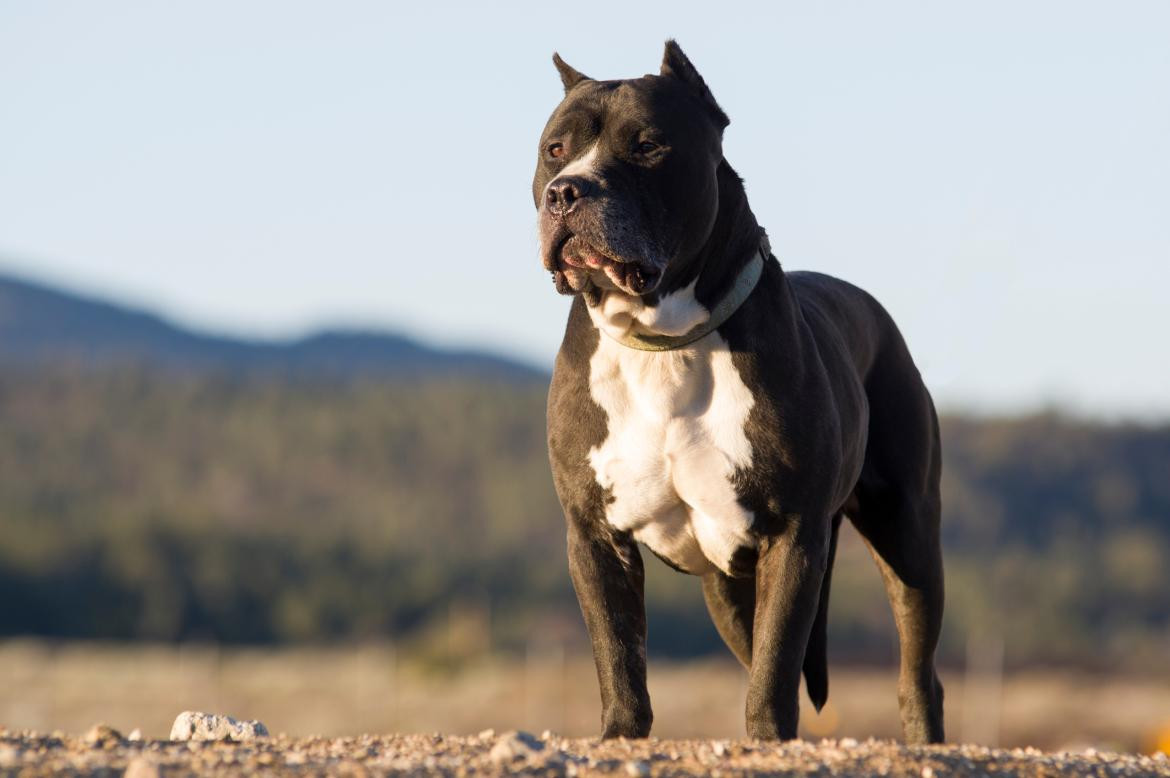 Pitbull, perro. Foto: EFE