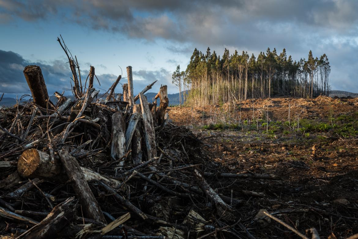 Deforestación. Foto: unsplash